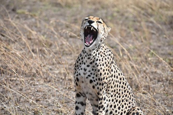 6 Days: Classic Camping( Tarangire, Manyara, Serengeti And Ngorongoro). - Why this route works so well