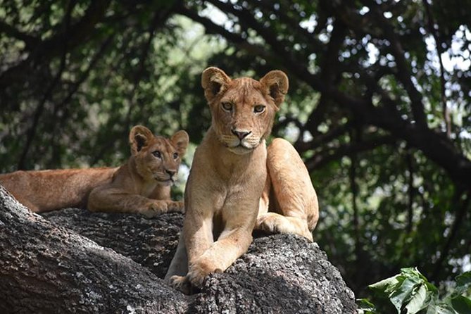 6 Days: Classic Camping( Tarangire, Manyara, Serengeti And Ngorongoro). - Day 3: Crossing toward the Serengeti