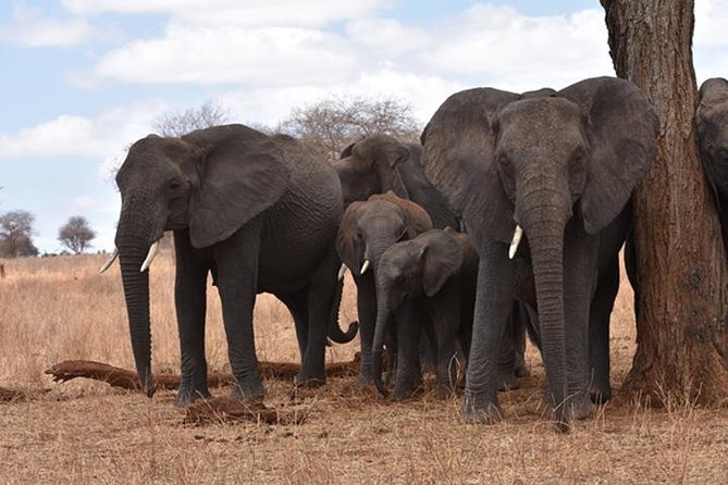 6 Days: Classic Camping( Tarangire, Manyara, Serengeti And Ngorongoro). - Day 2: Lake Manyara’s forest, lake, and birdlife
