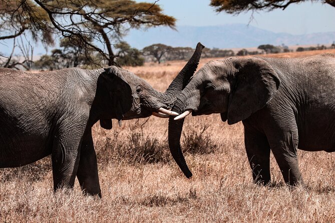 6 Days Enchanting Tanzania Safaris - Mid Range Safari - Day 3: A full Serengeti day near Seronera