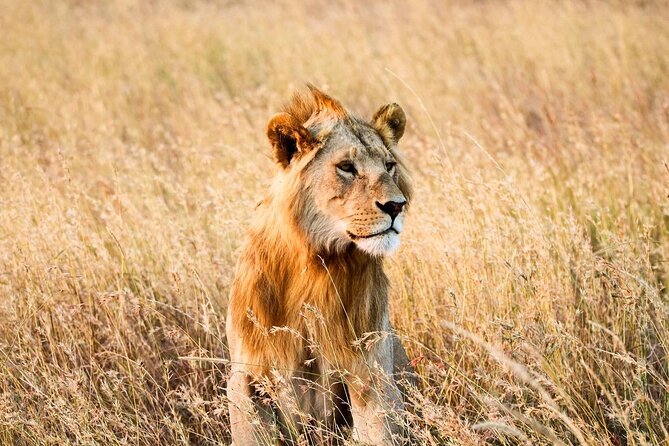 6 Days Enchanting Tanzania Safaris - Mid Range Safari - Day 6: Final Tarangire drive and return transfer