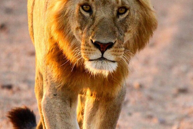 6 Days Enchanting Tanzania Safaris - Mid Range Safari - Day 1: Lake Manyara’s escarpment and soda lake