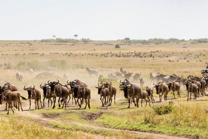 6 Days in the Wild – A Budget Safari Across Tanzania’s Icons - Day 4: Clarify the Ngorongoro plan