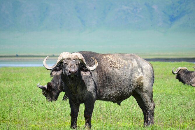 6 Days lodge &camping tour Serengeti ,Tarangire ,Ngorongoro Crater and Manyara - Four parks, one demanding northern Tanzania route