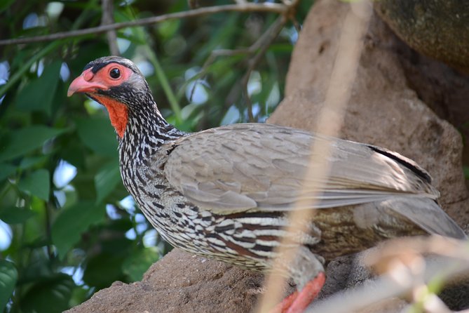 6 Days lodge &camping tour Serengeti ,Tarangire ,Ngorongoro Crater and Manyara - Day 3: A full Serengeti game-drive day