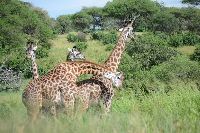 6 Days lodge &camping tour Serengeti ,Tarangire ,Ngorongoro Crater and Manyara - Day 4: Leaving the plains for the crater rim
