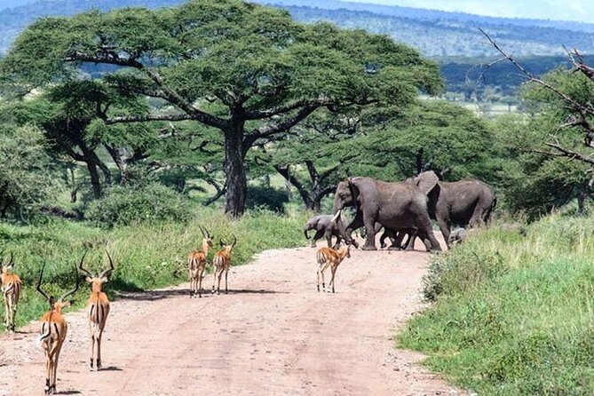 6 Days lodge &camping tour Serengeti ,Tarangire ,Ngorongoro Crater and Manyara - Day 5: Down into Ngorongoro Crater