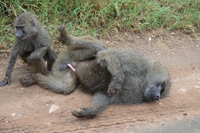 6 Days lodge &camping tour Serengeti ,Tarangire ,Ngorongoro Crater and Manyara - Day 6: Lake Manyara’s forest, lake, and birdlife