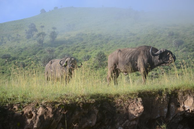 6 Days lodge &camping tour Serengeti ,Tarangire ,Ngorongoro Crater and Manyara - Day 2: Crossing Ngorongoro to the Serengeti