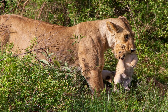 6 Days Lodge & Tented Camp Luxury - The Serengeti Trail & Tarangire - Day 5: Down into Ngorongoro Crater