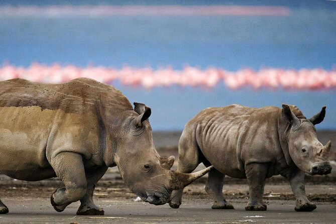 6 Days Lodge & Tented Camp Luxury - The Serengeti Trail & Tarangire - Day 1: An easy start in Arusha