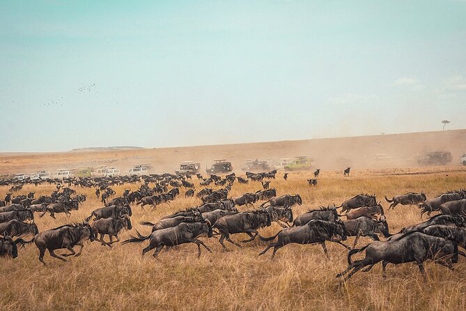 6 Days Luxury Migration Safari-Northern Tanzania - The long road through Ngorongoro to Serengeti