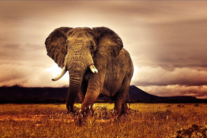 6 Days Luxury Migration Safari-Northern Tanzania - Ngorongoro Crater: a concentrated wildlife day