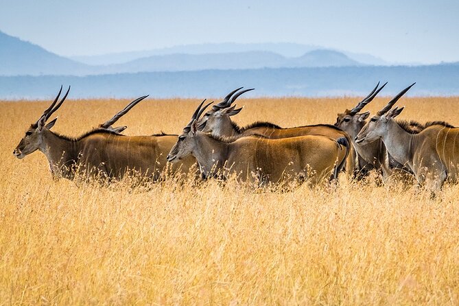 6 Days Luxury Migration Safari-Northern Tanzania - What the $3,725 price really covers