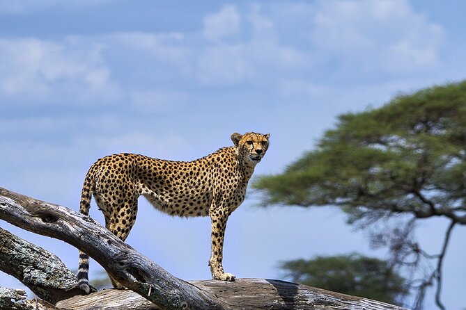 6 Days Luxury Migration Safari-Northern Tanzania - Tarangire: an easy first day from Arusha