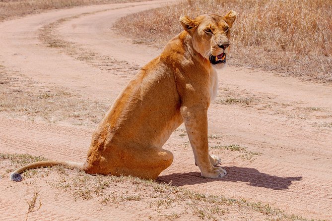 6 Days Luxury Northern Circuit Safari - A Glimpse of Tanzania Adventure - Arusha: A Gentle Start at the Foot of Mount Meru