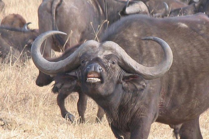 6 Days Mara River Crossing - The Great Migration - Why the Mara River crossing is worth the time
