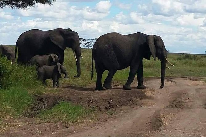 6 Days Mara River Crossing - The Great Migration - Day 1: Tarangire’s elephants and giant baobabs