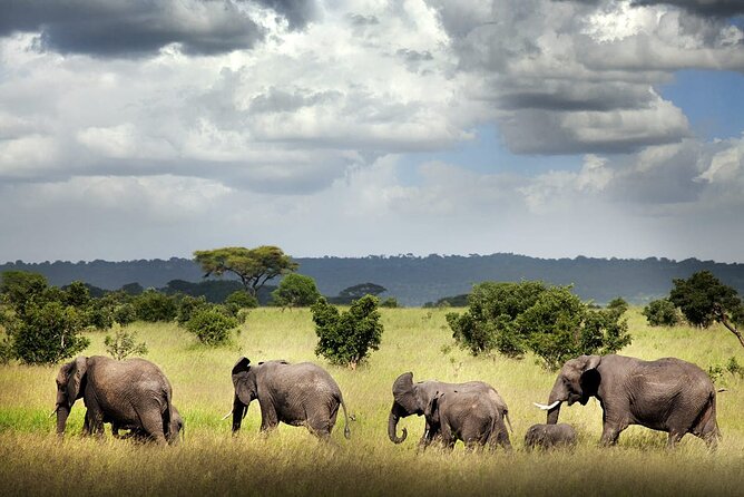 6 Days Mid-Range Tanzania Safari - Six days across Tanzania’s best-known parks
