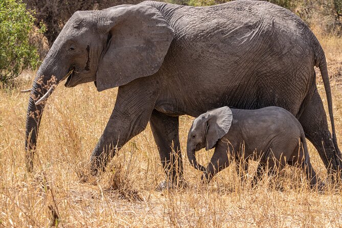 6 Days Mid-Range Tanzania Safari - Day 1: Getting settled in Arusha
