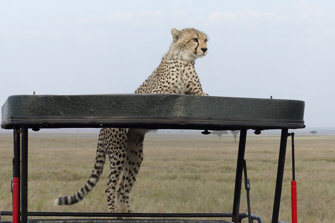 6 Days Private Budget Safari - Meals, lodges, and the budget question