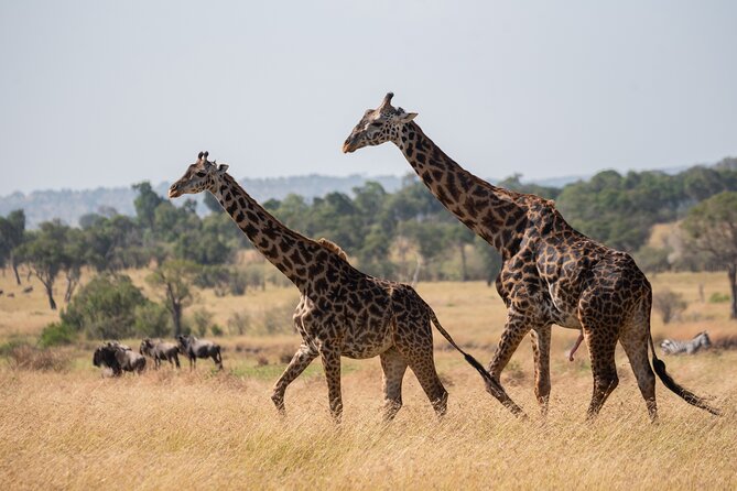 6 Days Private Safari Tour - Days 2 and 3: Reaching the Serengeti