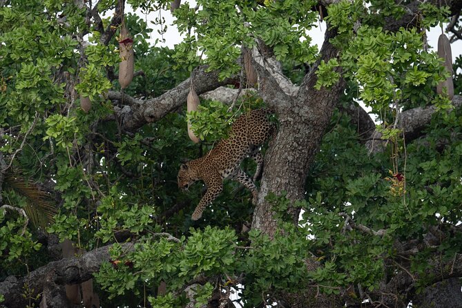 6 Days Private Safari Tour - Is $11,980 good value?