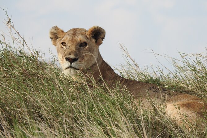 6 Days Private Safari with Mid-range Lodges or Camps - Day 4: A full Serengeti game-drive day