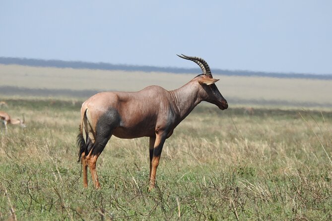 6 Days Private Safari with Mid-range Lodges or Camps - Day 5: One last Serengeti morning, then Ngorongoro