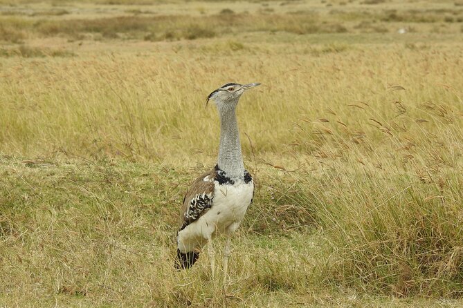 6 Days Private Safari with Mid-range Lodges or Camps - Mid-range camps, meals, and the private format