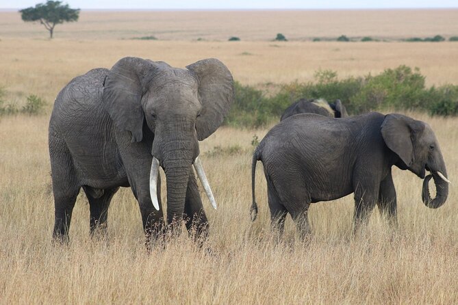 6 Days Safari : Manyara, Ngorongoro, Serengeti & Tarangire National Park - Day 5: From Serengeti to Tarangire
