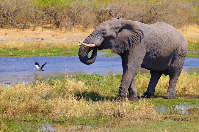 6 Days Safari : Manyara, Ngorongoro, Serengeti & Tarangire National Park - Day 6: Tarangire elephants before the return to Moshi or Arusha