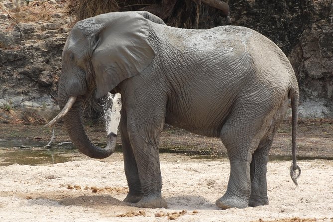 6 Days Safari to Udzungwa Mountain NP, Ruaha NP and Mikumi NP - Day two: rainforest trails and Sanje Falls