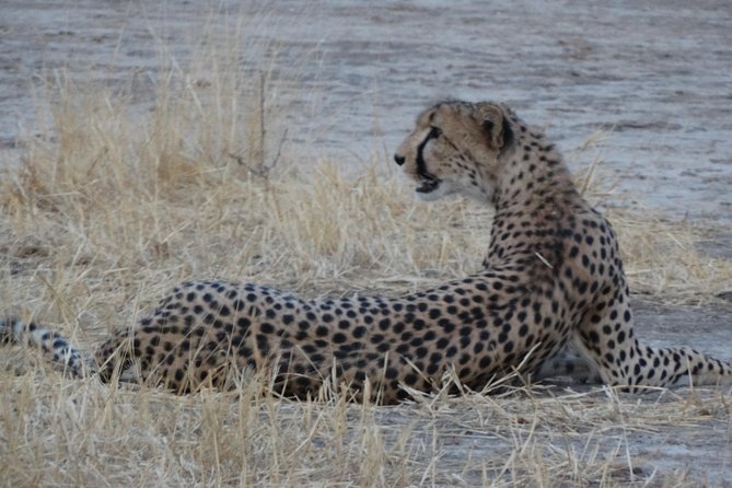 6 Days Safari to Udzungwa Mountain NP, Ruaha NP and Mikumi NP - Days three and four: Ruaha gives the safari room to breathe