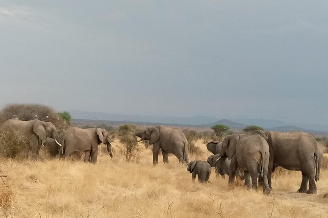 6 Days Safari to Udzungwa Mountain NP, Ruaha NP and Mikumi NP - Day five: walking with an armed ranger, then onward to Mikumi
