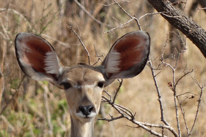 6 Days Safari to Udzungwa Mountain NP, Ruaha NP and Mikumi NP - What the $1,656 price covers