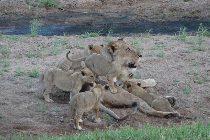 6 Days Safari to Udzungwa Mountain NP, Ruaha NP and Mikumi NP - Guides, service, and the private format