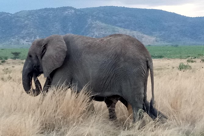 6 Days Safari to Udzungwa Mountain NP, Ruaha NP and Mikumi NP - Day one: the long road to Udzungwa