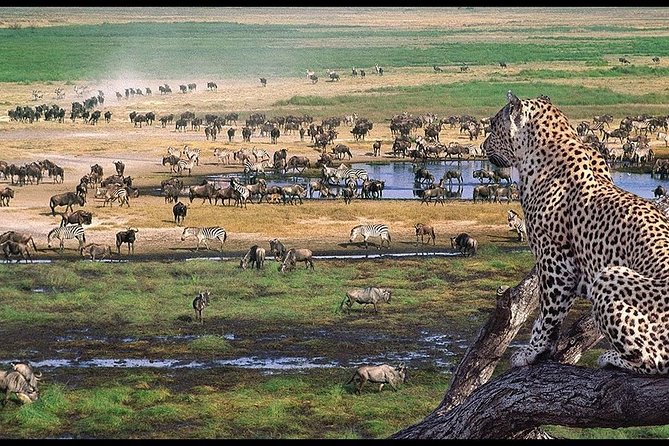 6 Days Serengeti Safari(hiking waterfalls &coffee tour) - Day 3: A full Serengeti morning, then the road out