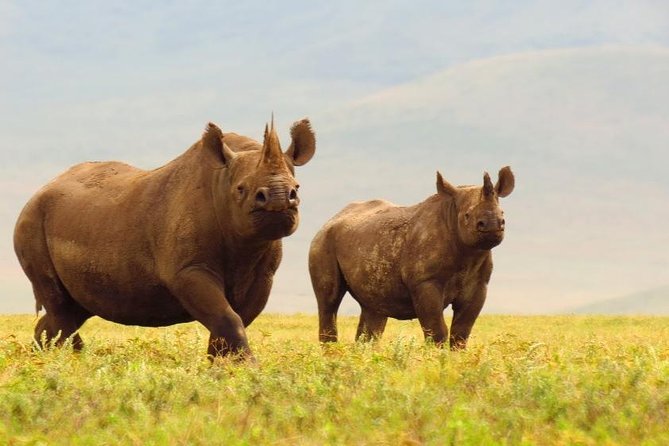 6 Days Serengeti Safari(hiking waterfalls &coffee tour) - Day 5: Flamingoes, hippos, and Lake Manyara