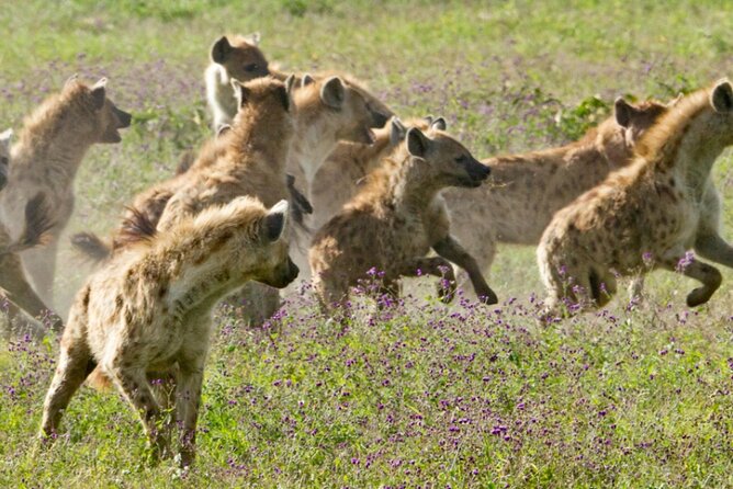 6 Days Serengeti Wildebeest Migration Safari - Day 1: Arriving in Arusha and preparing properly
