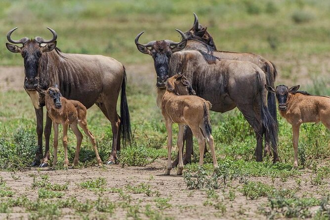 6 Days Serengeti Wildebeest Migration Safari - Day 5: Ngorongoro Crater and the Big Five