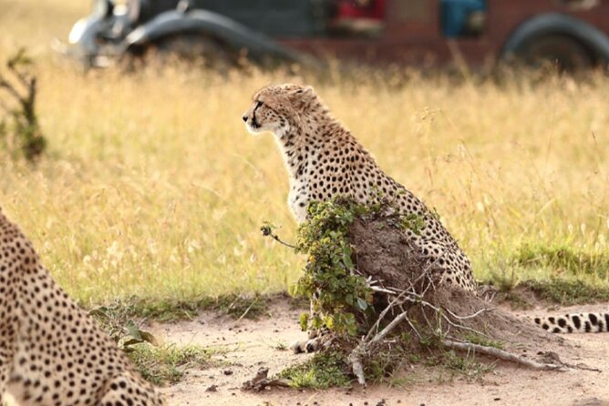 6 Days Serengeti Wildebeest Migration Safari - Day 6: A simple airport departure