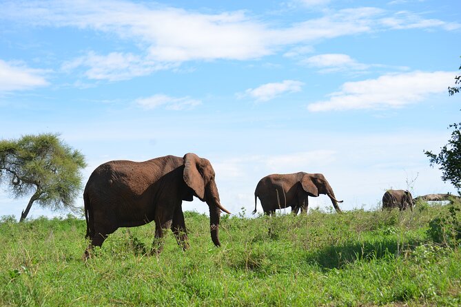 6 days Tanzania budget safari - Day 4: Early Serengeti viewing and the road toward Simba campsite