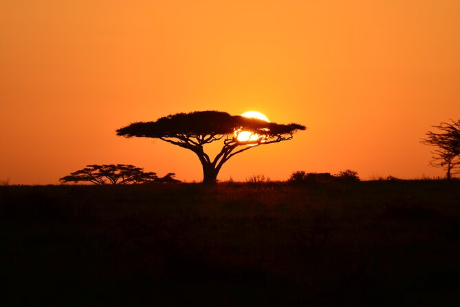 6 days Tanzania budget safari - Day 6: Flamingos, hippos, and tree-climbing lions at Lake Manyara