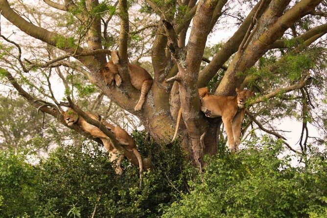 6 Days Tanzania Bush Experience Safari - Day 3: Entering the Serengeti through Klein’s Gate