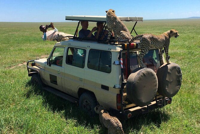 6 Days Tanzania Bush Experience Safari - Day 4: A full Serengeti game-drive day