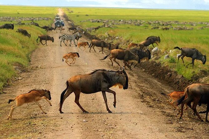 6 Days Tanzania Bush Experience Safari - Day 5: From the Serengeti to the Ngorongoro Crater