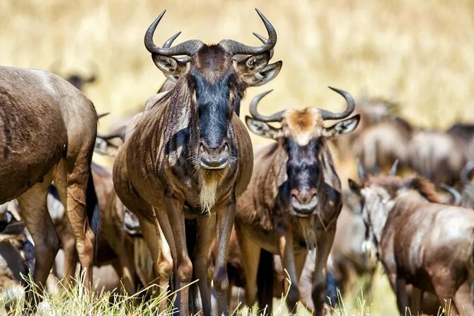 6 Days Tanzania Bush Experience Safari - Day 6: Tarangire’s elephants and the road back to Arusha