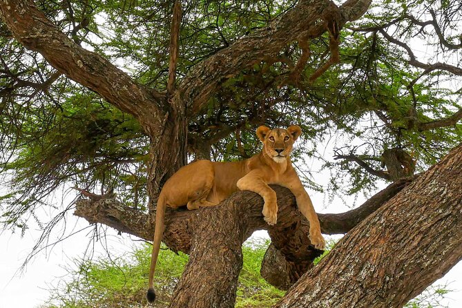 6 Days Tanzania Bush Experience Safari - What the $2,900 price covers